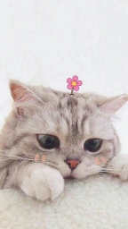 mutsumeow