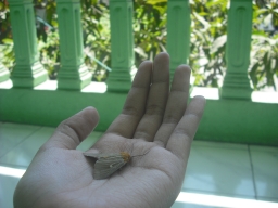 stoniakrikilia