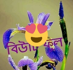 zarnke