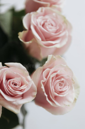 rosapink
