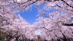 sakurada
