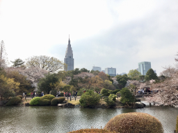 sakuran